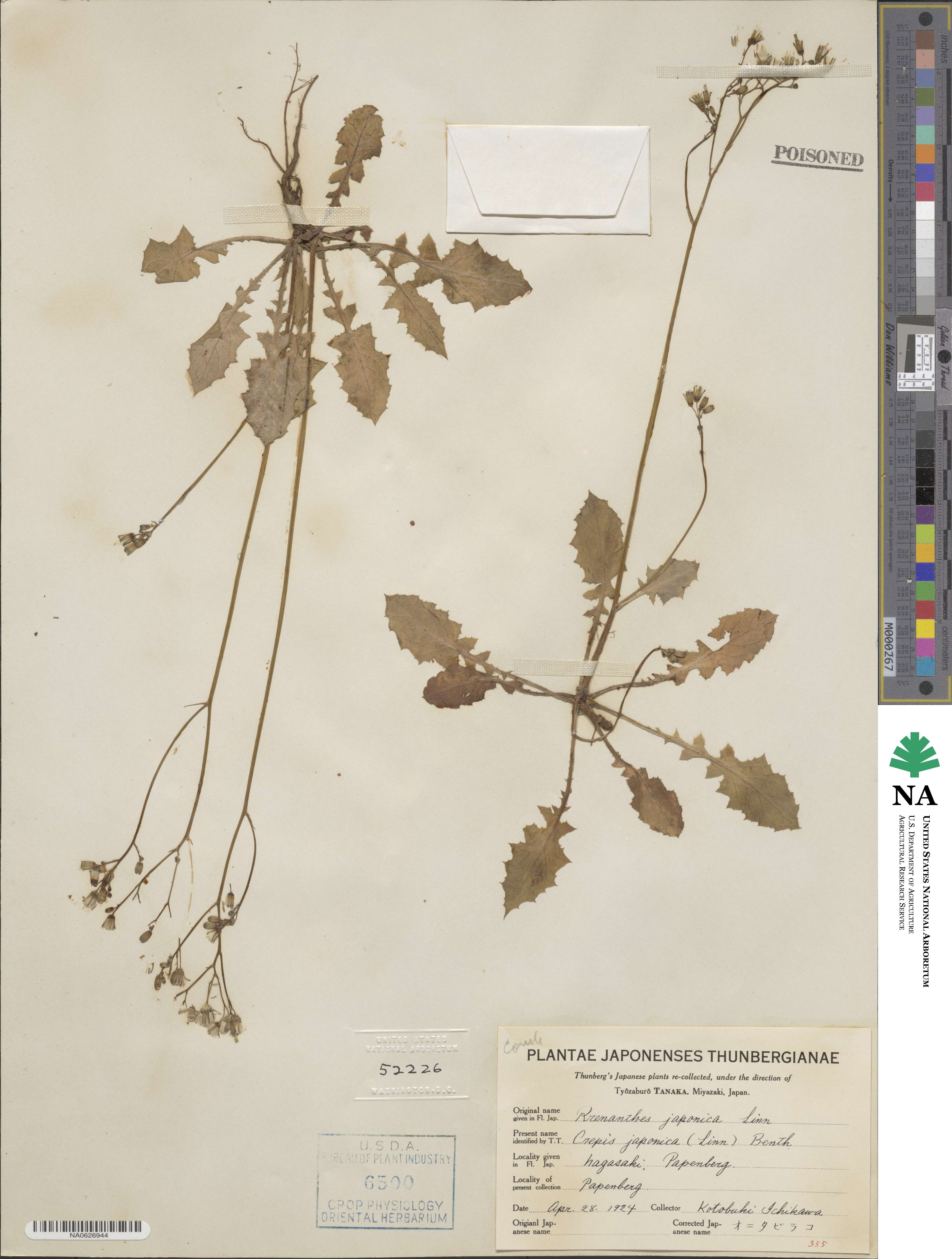 Youngia japonica image