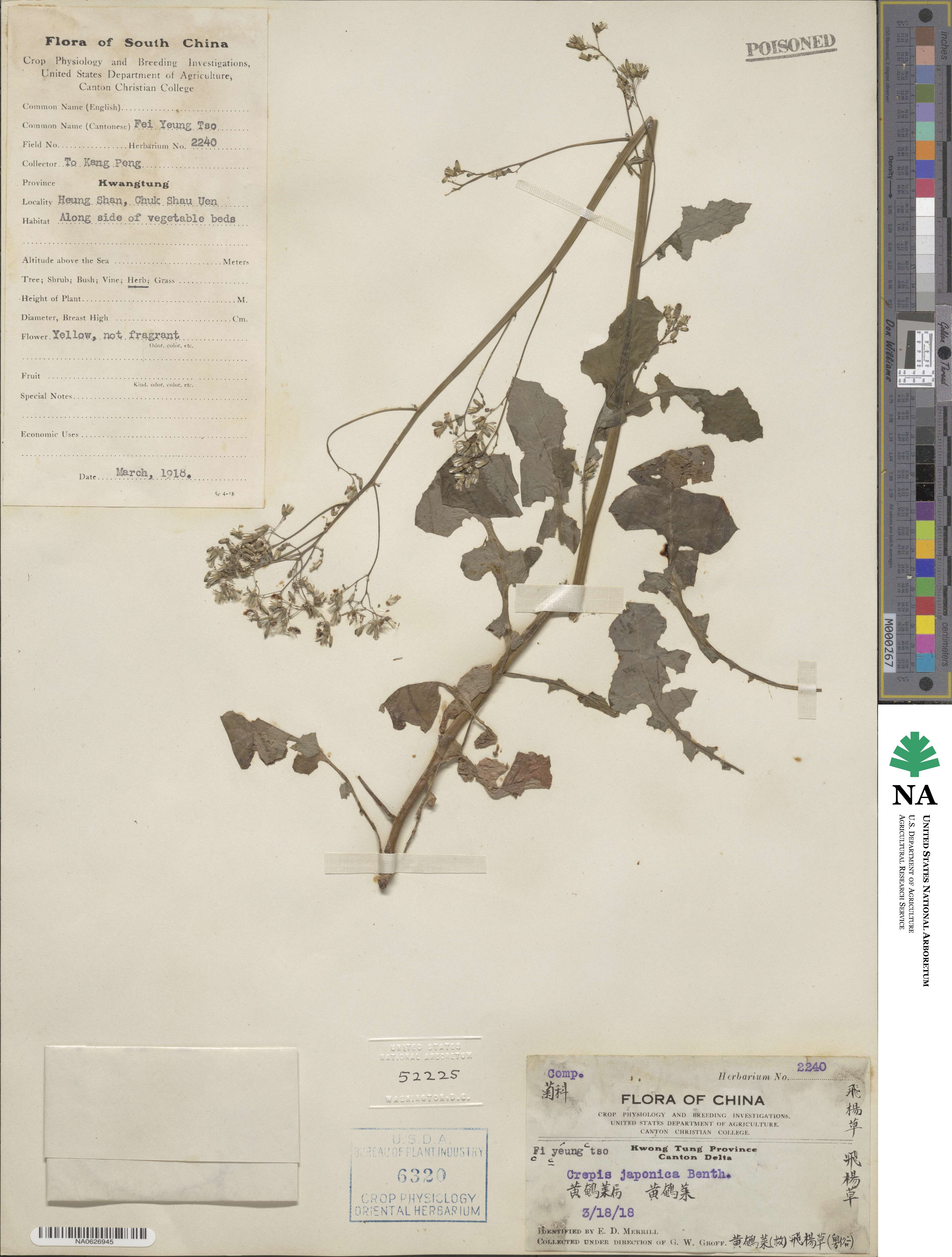 Youngia japonica subsp. japonica image