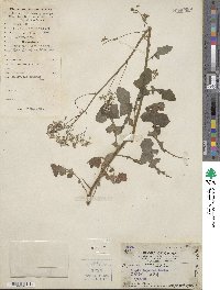 Youngia japonica subsp. japonica image