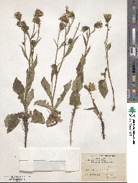 Crepis kashmirica image