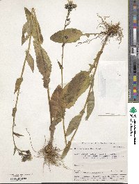 Crepis lyrata image