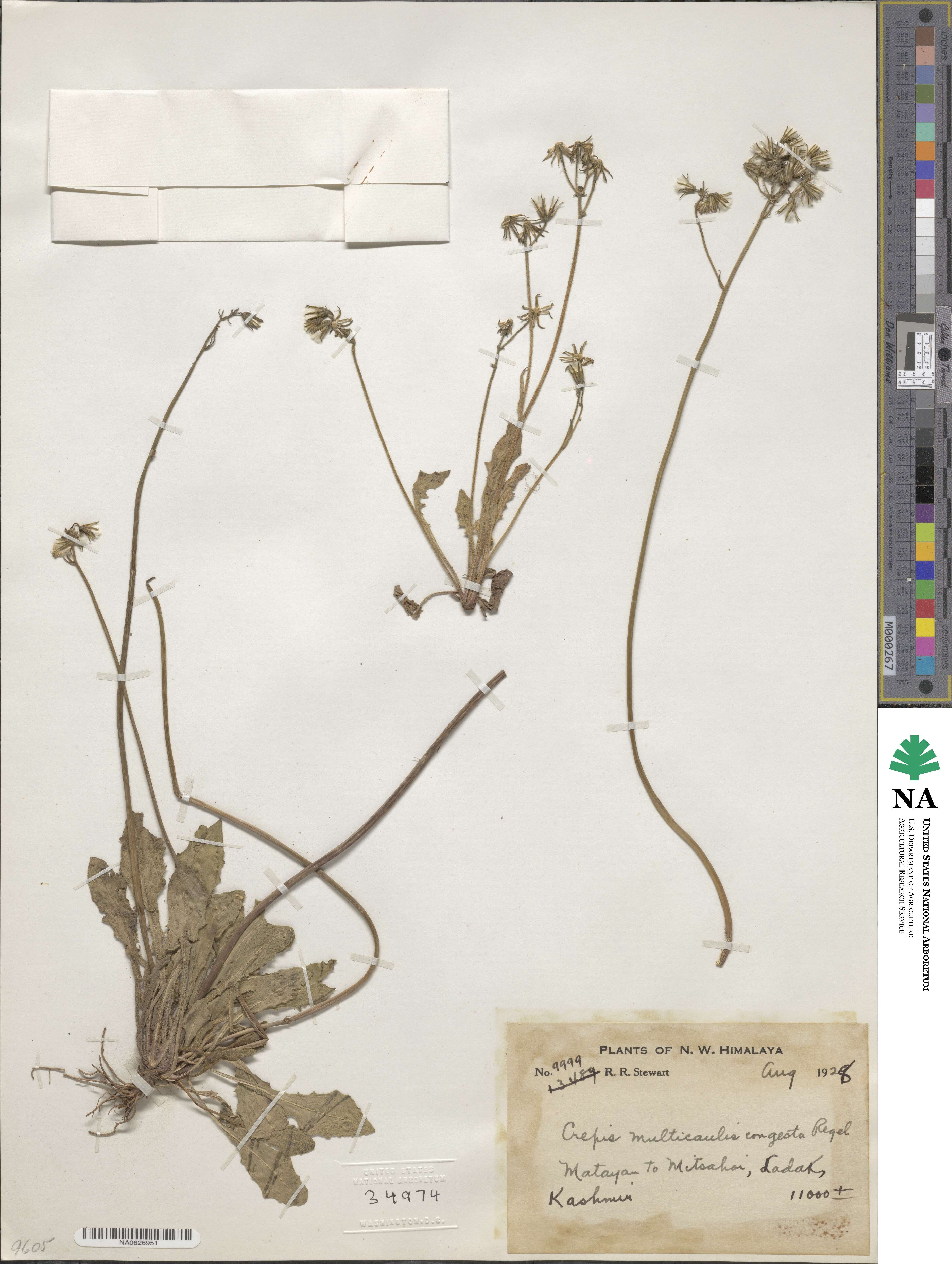 Crepis multicaulis image