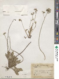 Crepis multicaulis image