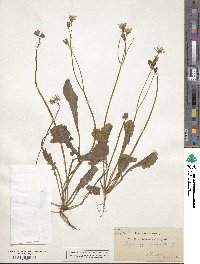 Crepis vesicaria image