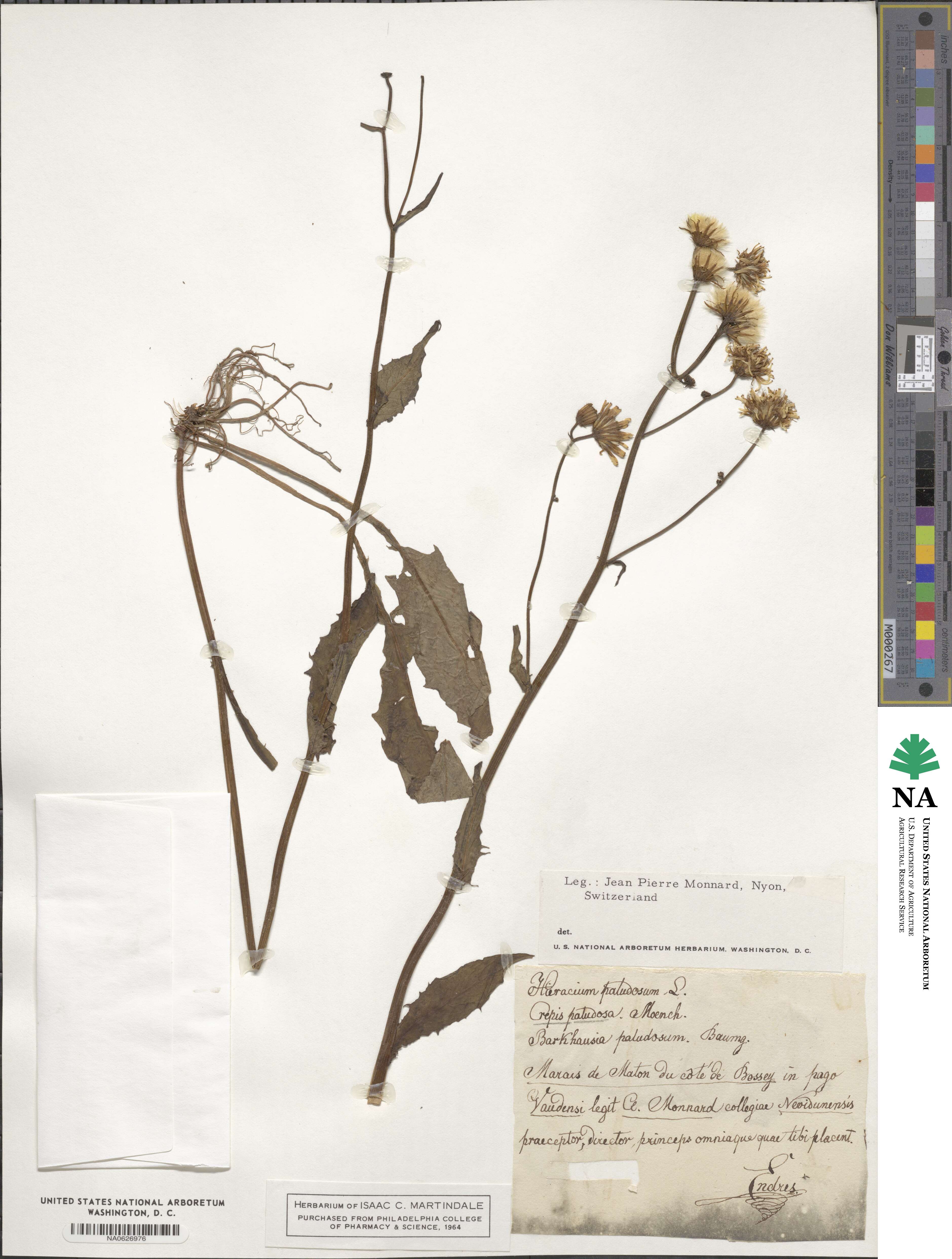 Crepis paludosa image