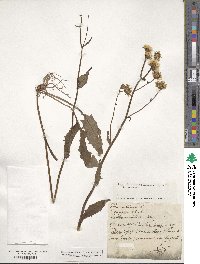 Crepis paludosa image