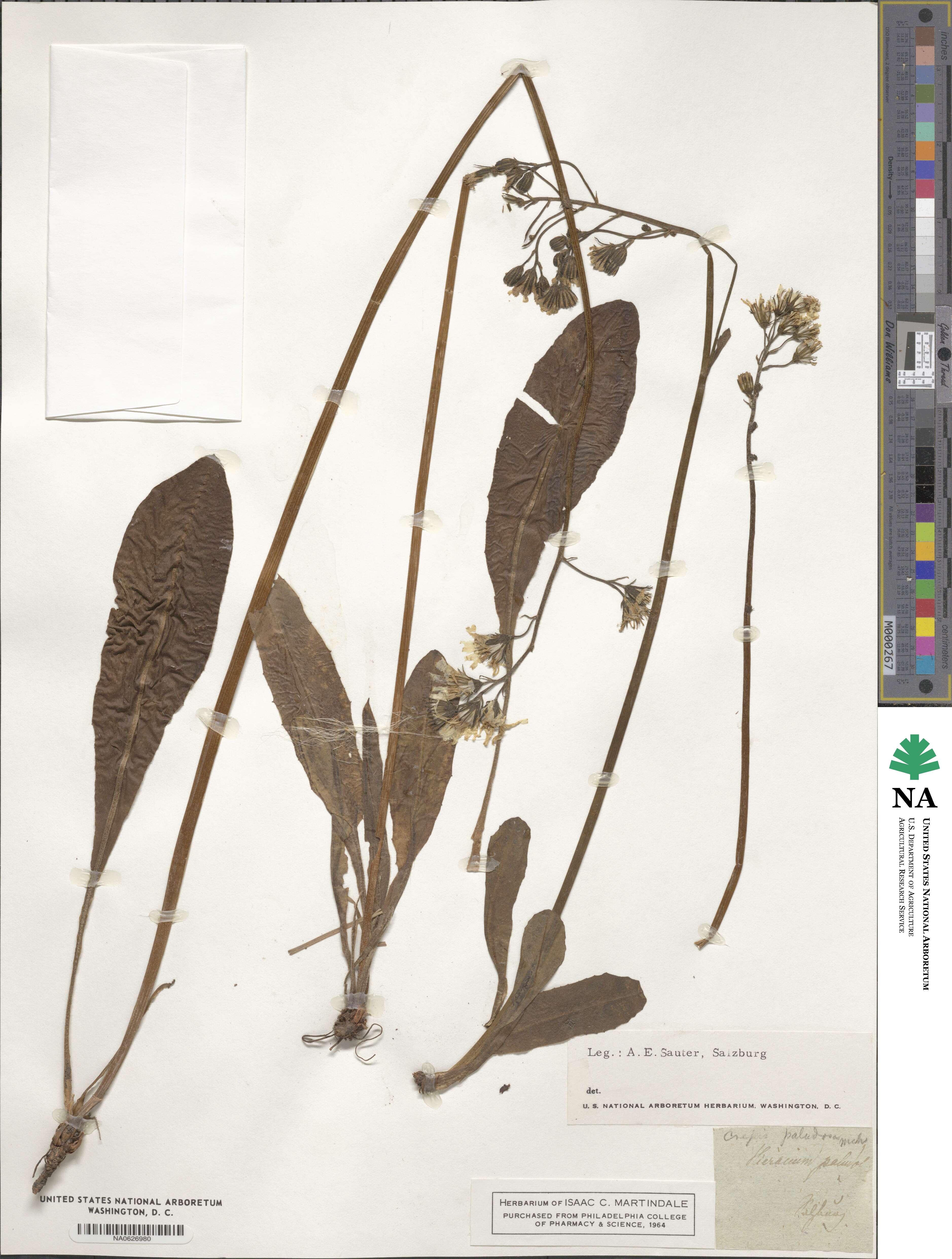 Crepis paludosa image