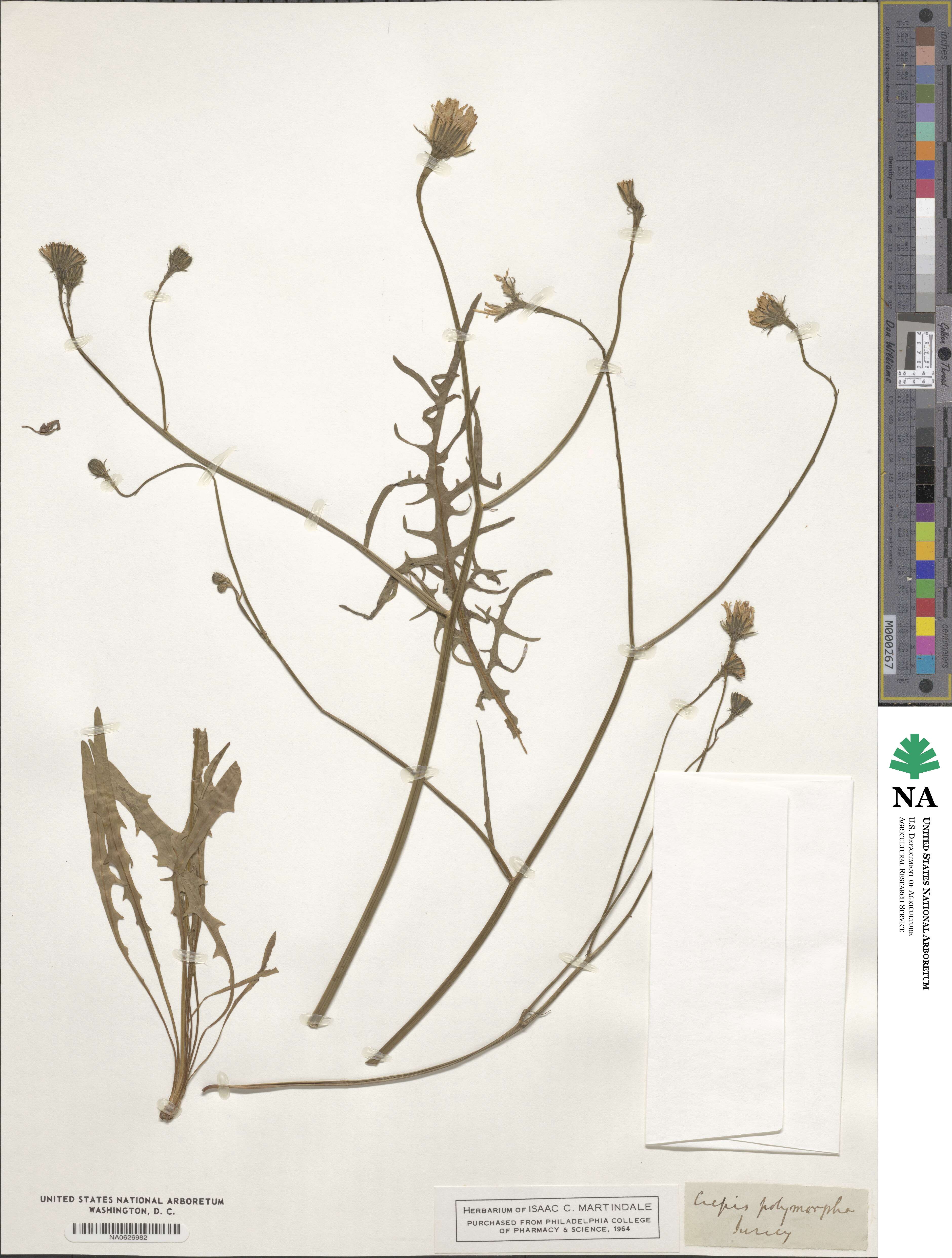 Crepis polymorpha image