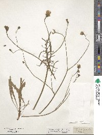 Image of Crepis polymorpha