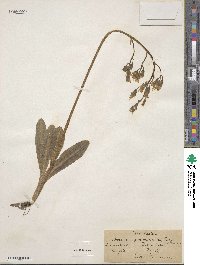 Crepis praemorsa image