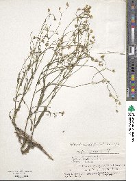 Crepis pulchra image