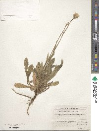 Crepis foetida subsp. rhoeadifolia image