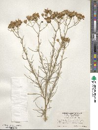 Senecio flaccidus image