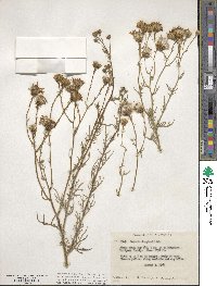 Senecio flaccidus var. douglasii image