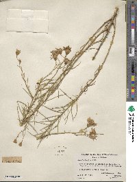 Senecio flaccidus image