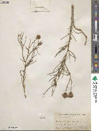 Senecio flaccidus image