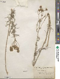 Senecio flaccidus image