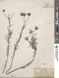 Senecio flaccidus image