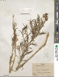 Senecio flaccidus image