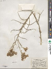 Senecio flaccidus var. douglasii image