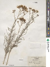 Senecio flaccidus image