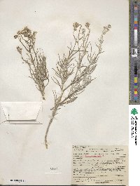 Senecio flaccidus var. douglasii image