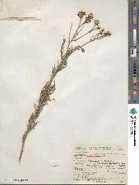 Senecio flaccidus var. douglasii image