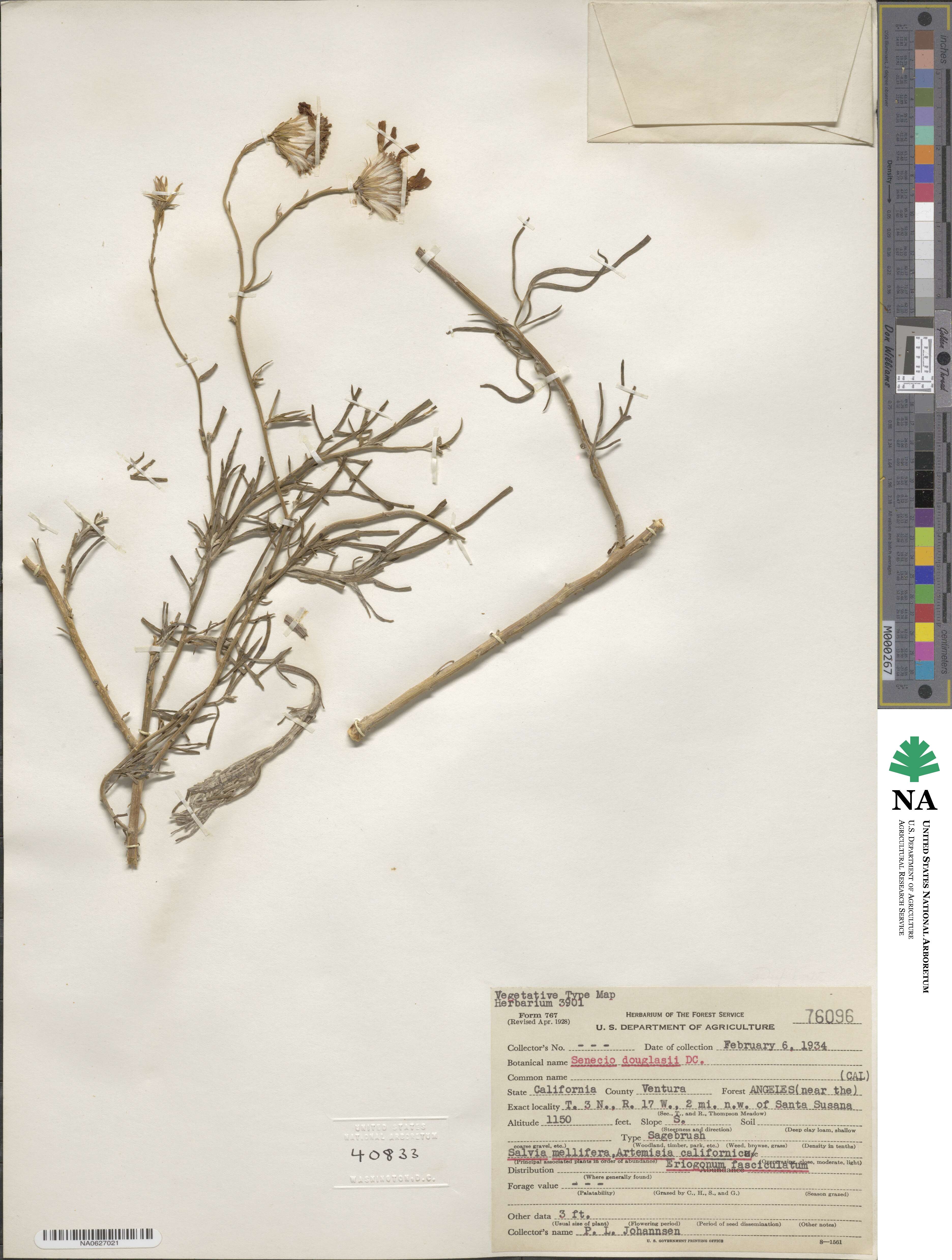 Senecio flaccidus var. douglasii image