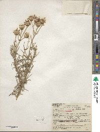 Senecio flaccidus var. douglasii image