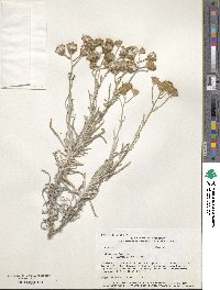 Senecio flaccidus image