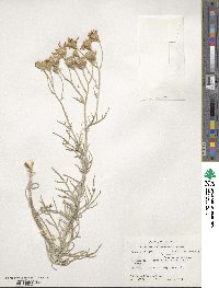 Senecio flaccidus image