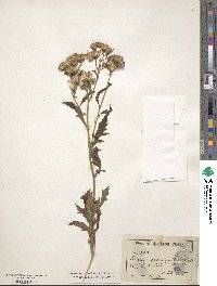 Senecio eremophilus image