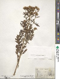 Senecio eremophilus image