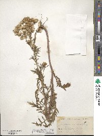 Senecio eremophilus image