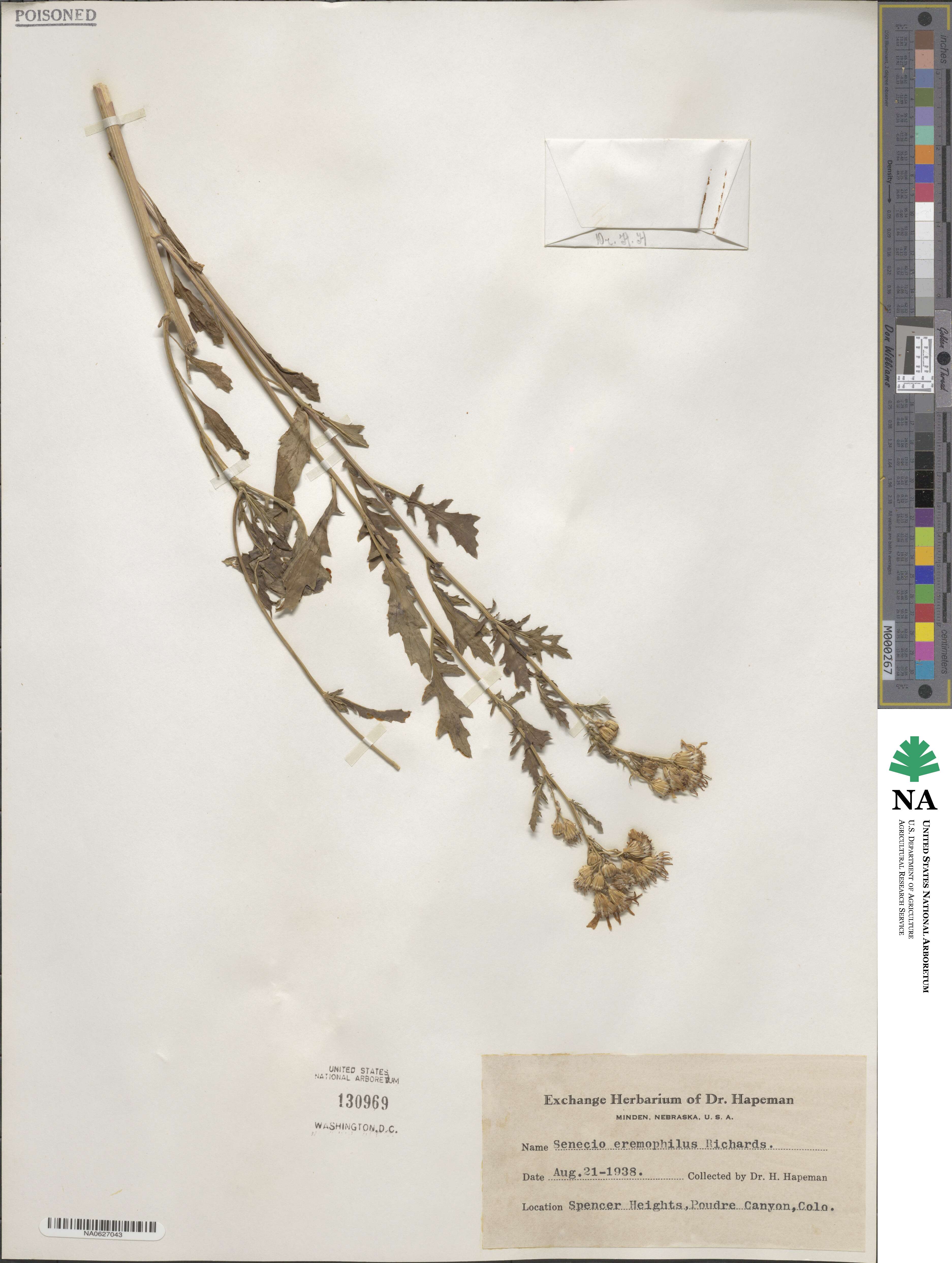 Senecio eremophilus image