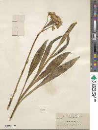 Senecio integerrimus image