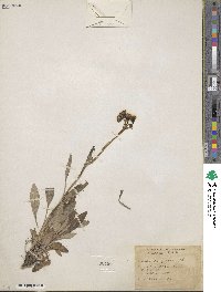 Senecio fastigiatus image