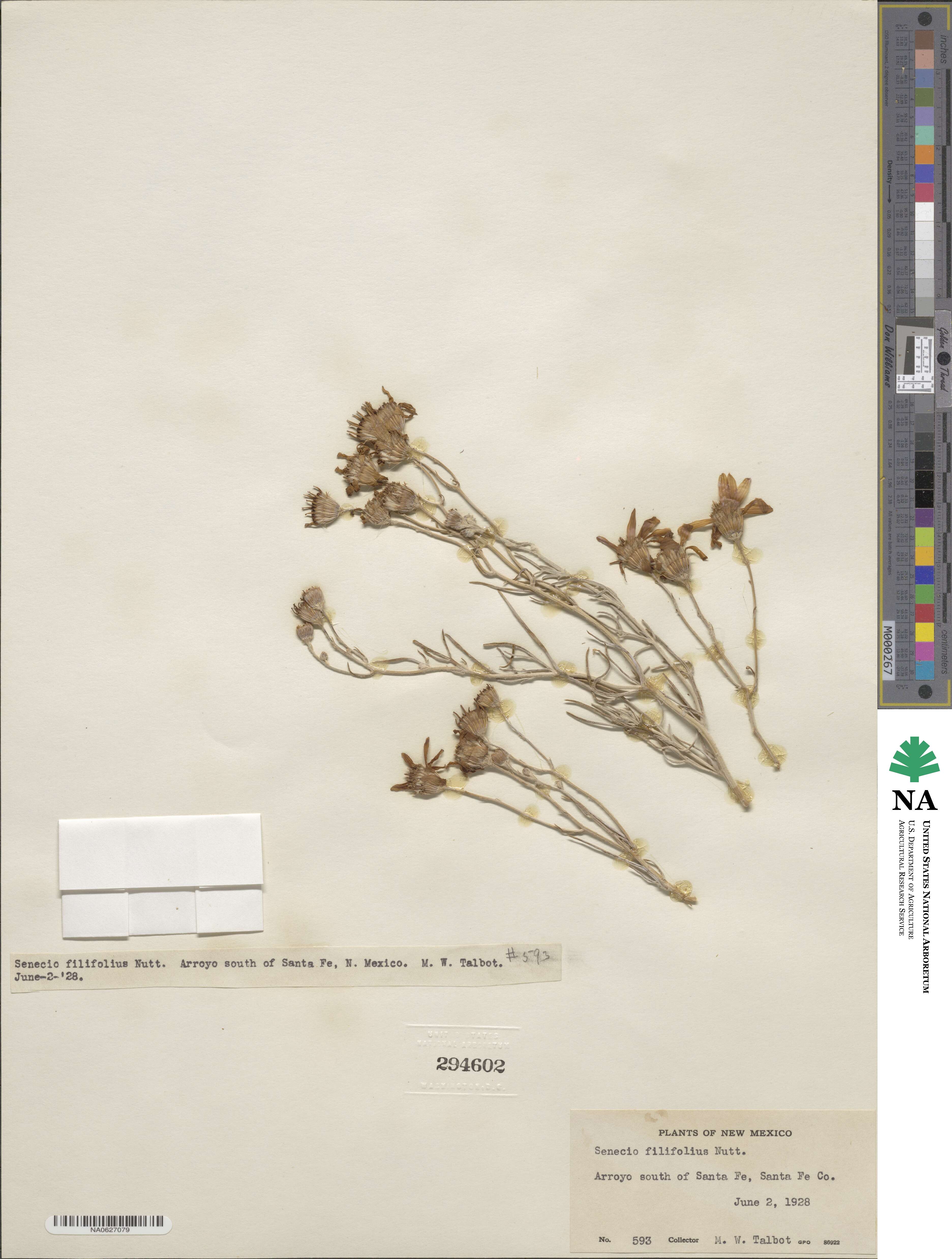 Senecio filifolius image