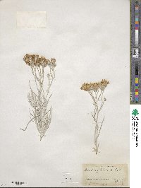 Senecio filifolius image