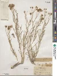 Senecio filifolius image