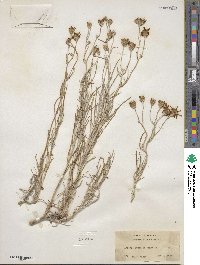 Senecio filifolius image