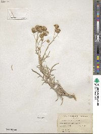 Senecio filifolius image