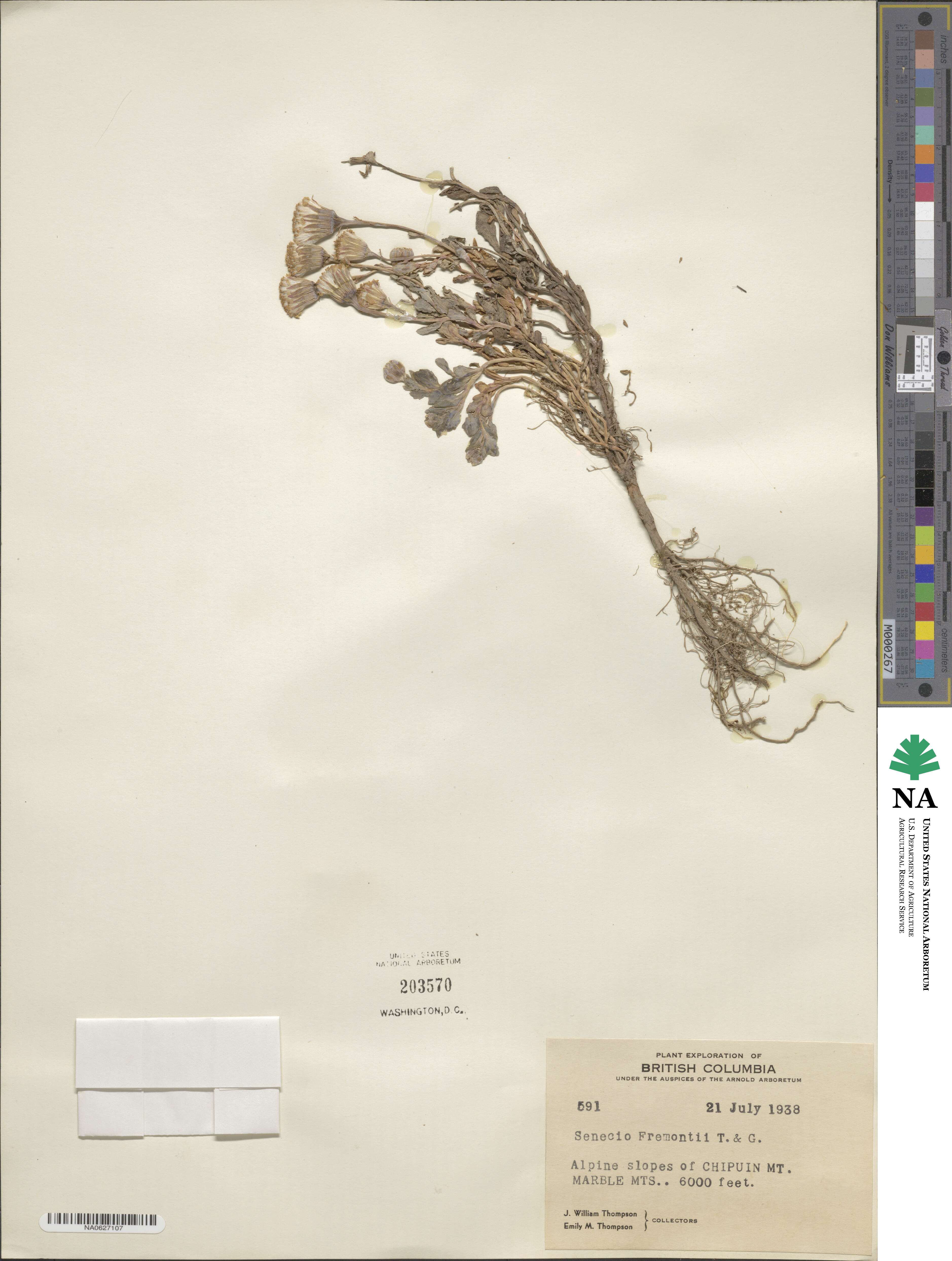 Senecio fremontii image