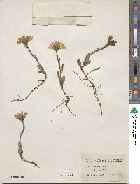 Senecio frigidus image