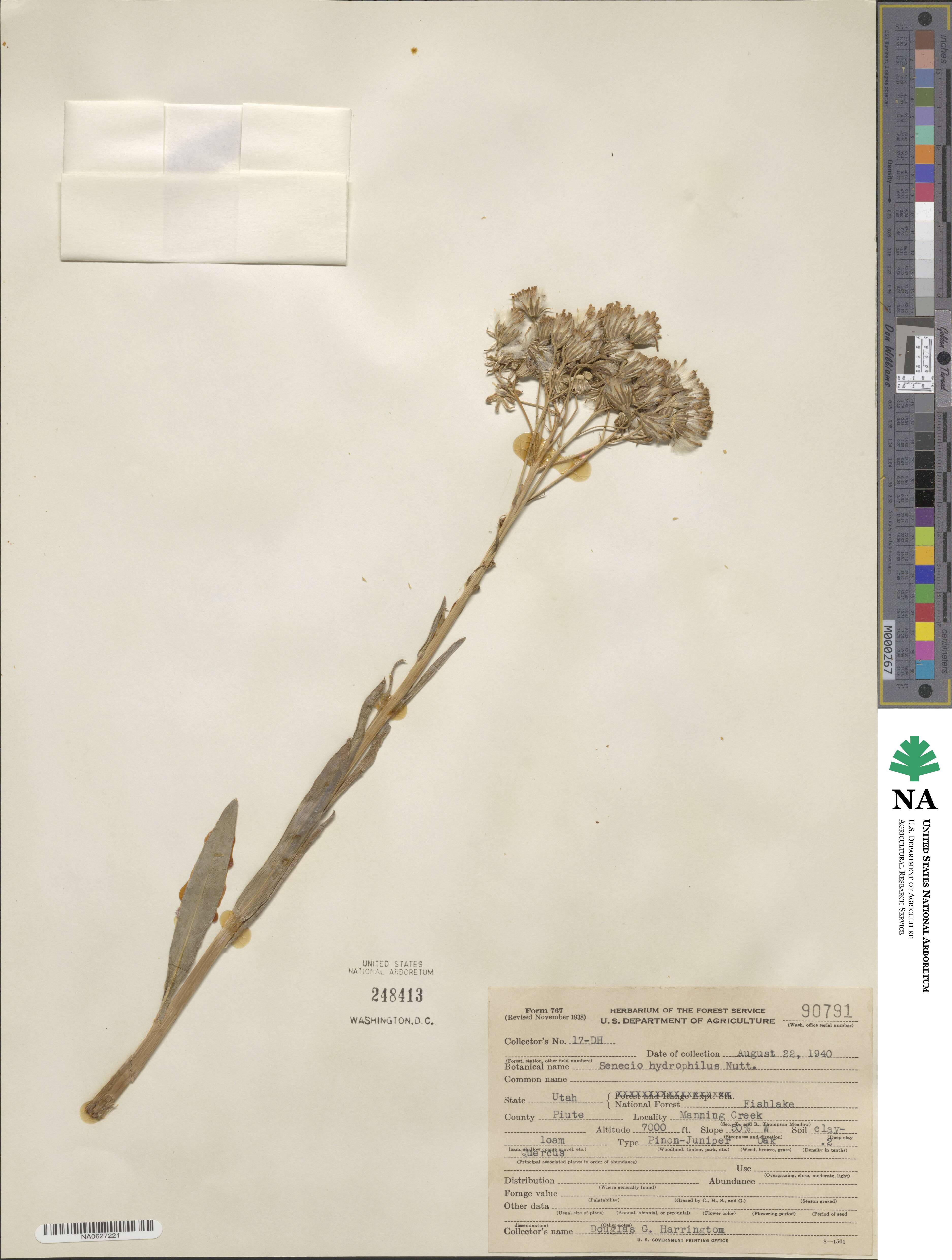 Senecio hydrophilus image