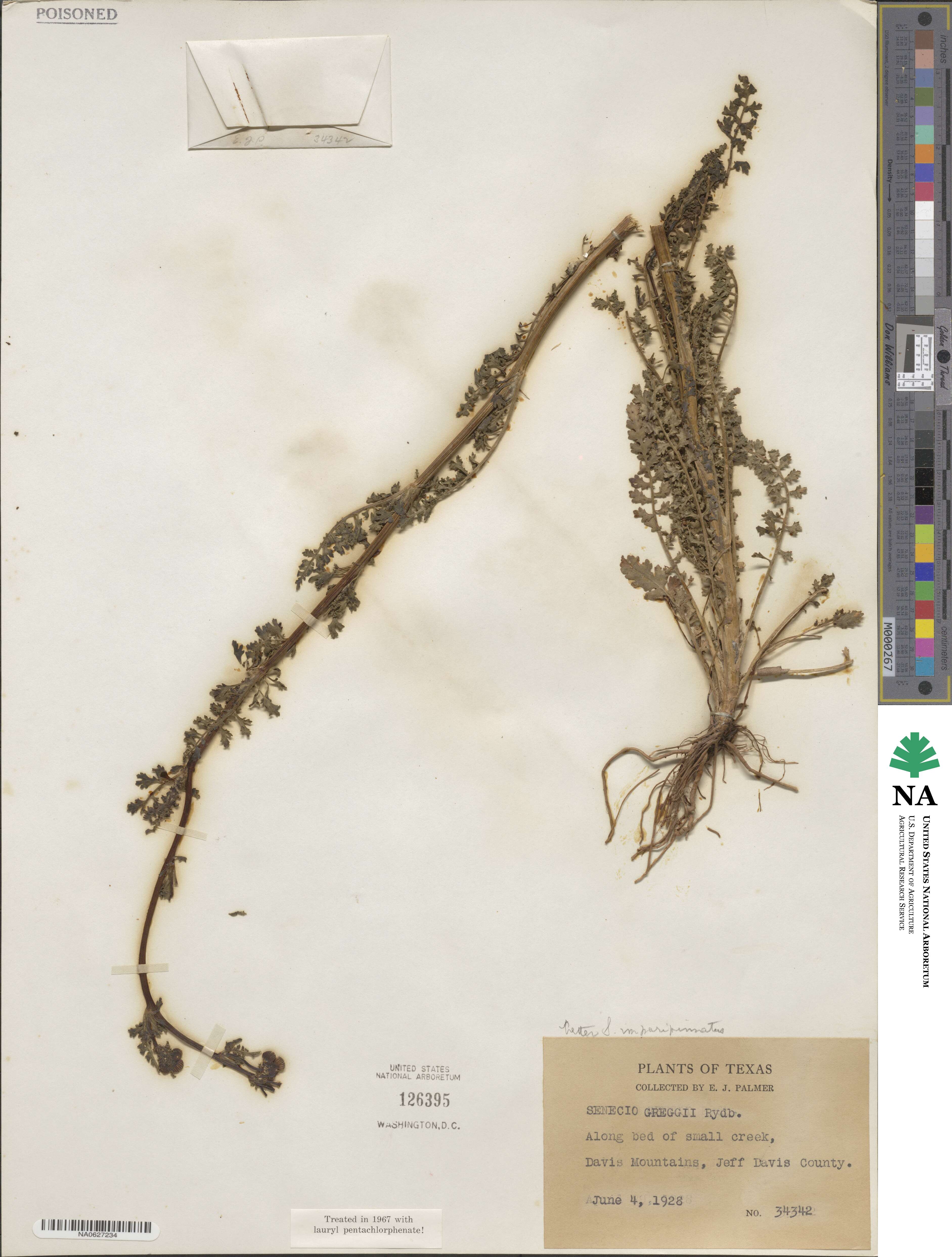 Packera tampicana image