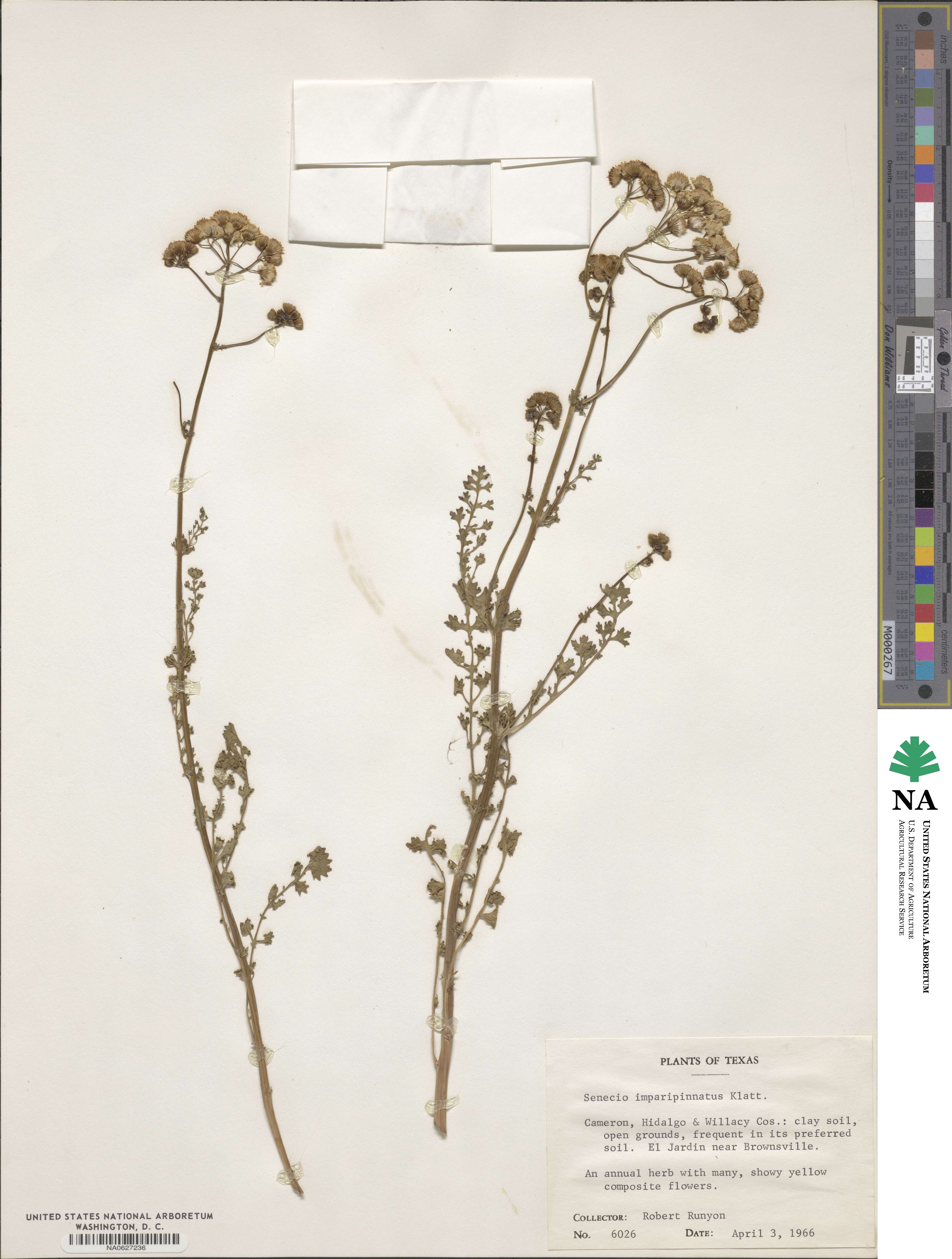 Packera tampicana image