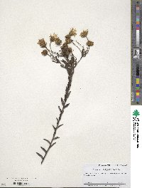 Senecio integerrimus image