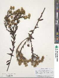 Senecio integerrimus image