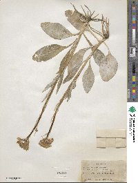 Senecio integerrimus image